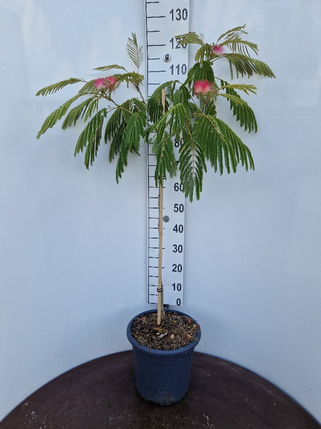 Albizia julibr. 'Ombrella' - C20 100-125 CM